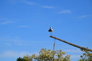 A majestic white stork perched gracefully on a wooden beam against a backdrop of a clear blue sky. 