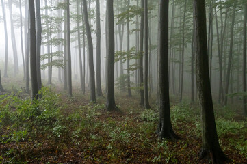 Autumn foggy mountain beech forest with wet tree trunks and crowns Velka Javorina, White...