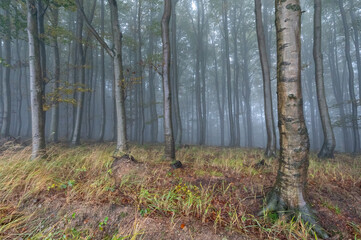 Obraz premium Autumn foggy mountain beech forest with wet tree trunks and crowns Velka Javorina, White Carpathians mountains, Czech Republic
