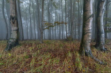 Autumn foggy mountain beech forest with wet tree trunks and crowns Velka Javorina, White Carpathians mountains, Czech Republic