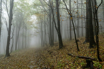 Autumn foggy mountain beech forest with wet tree trunks and crowns Velka Javorina, White Carpathians mountains, Czech Republic
