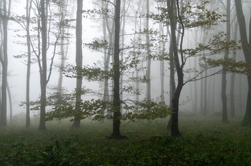 Autumn foggy mountain beech forest with wet tree trunks and crowns Velka Javorina, White...