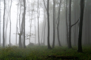 Autumn foggy mountain beech forest with wet tree trunks and crowns Velka Javorina, White...