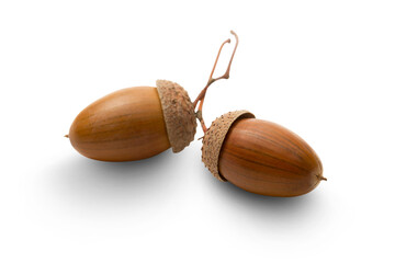 Two acorns on white © Sergey Yarochkin