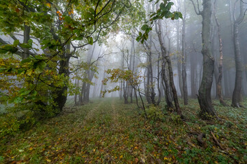 Autumn foggy mountain beech forest with wet tree trunks and crowns Velka Javorina, White Carpathians mountains, Czech Republic