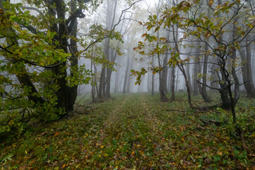 Autumn foggy mountain beech forest with wet tree trunks and crowns Velka Javorina, White...
