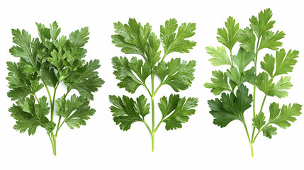 Parsley Sprigs Isolated on White Background Photo