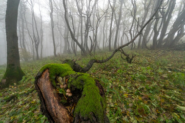 Autumn foggy mountain beech forest with wet tree trunks and crowns Velka Javorina, White...