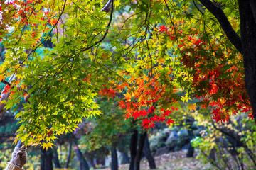 연세대학교