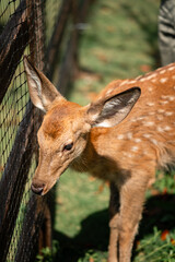 close-up of cute deer in the forest