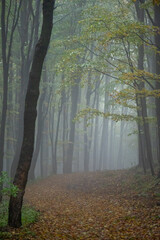 Autumn foggy mountain beech forest with wet tree trunks and crowns Velka Javorina, White Carpathians mountains, Czech Republic