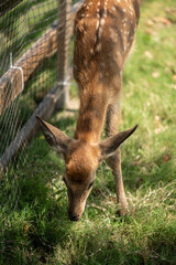 close-up of cute deer in the forest