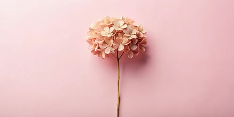 A single delicate pink hydrangea bloom with a stem, set against a soft pink background, creating a minimalist floral composition.