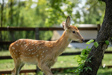 close-up of cute deer in the forest