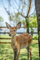 close-up of cute deer in the forest