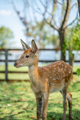 close-up of cute deer in the forest