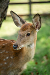 close-up of cute deer in the forest