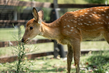close-up of cute deer in the forest
