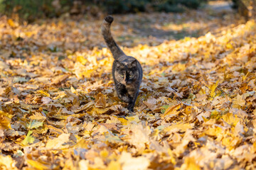 The cat is walking on the autumn yellow leaves