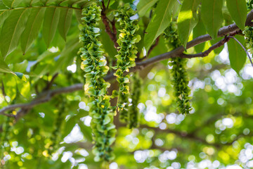 Characteristic fruits of Caucasian wingnut, close-up. Pterocarya fraxinifolia. Caucasian walnut.