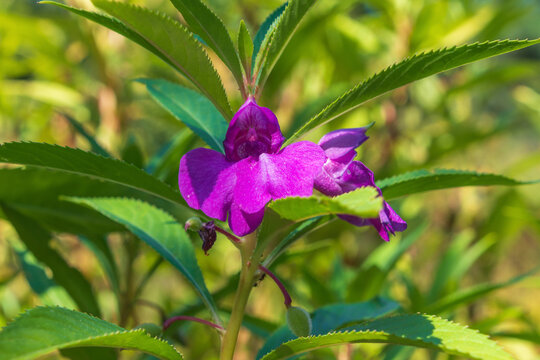 Beautiful purple flowers of Impatiens balsamina. balsam, garden balsam, rose balsam, touch-me-not, spotted snapweed.