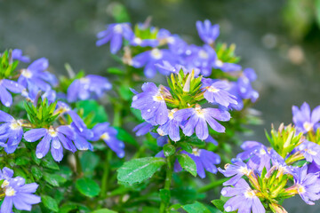 Beautiful blue flowers of Scaevola nitida in the garden, close-up. shining fanflower. an erect shrub