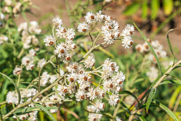 White flowers of Anaphalis margaritacea. the western pearly everlasting, pearly everlasting.