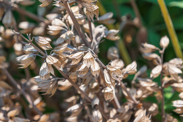 Dried flowers of Salvia officinalis. the common sage.