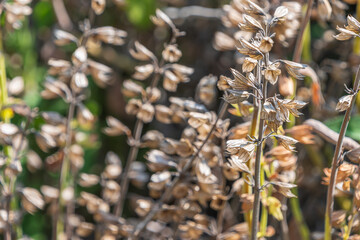 Dried flowers of Salvia officinalis. the common sage.