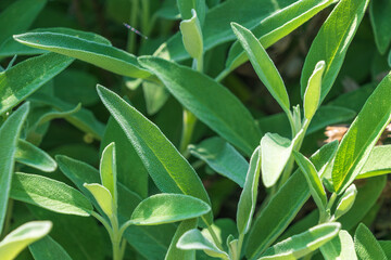 Green leaves of Salvia officinalis. the common sage.