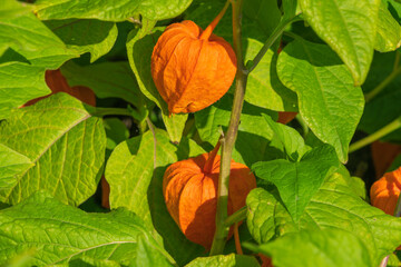 Alkekengi officinarum fruit with the red husk. the bladder cherry, Chinese lantern, Japanese-lantern, strawberry groundcherry, winter cherry, alchechengi berry