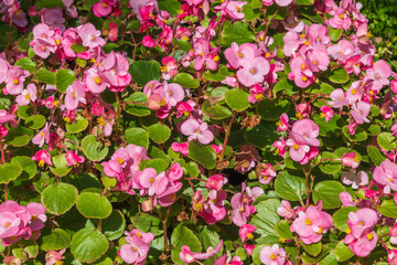 Beautiful pink flowers of Begonia cucullata. clubbed begonia.