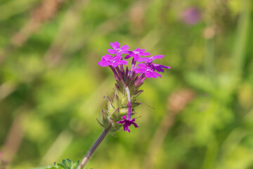 Purple flowers of Verbena bipinnatifida. Dakota mock vervain, prairie verbena, Moradilla.