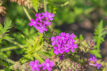 Purple flowers of Verbena bipinnatifida. Dakota mock vervain, prairie verbena, Moradilla.