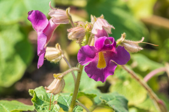 Beautiful purple flowers of Proboscidea louisianica. common devil's claw, ram's horn, aphid trap, Louisiana unicorn-plant, purple-flowered devil's-claw, goat's head, elephant tusks