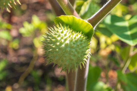 Datura innoxia ripe fruit. pricklyburr, recurved thorn-apple, downy thorn-apple, Indian-apple, lovache, moonflower, nacazcul, toloatzin, toloaxihuitl, tolguache