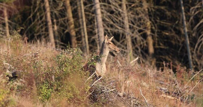 4k video, A red stag femele standing at the edge of large mountain forest during ruting season. 