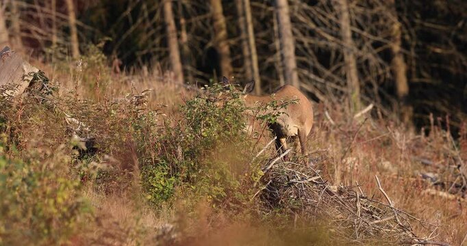 4k video, A red stag femele standing and eat raspberry leaves at the edge of large mountain forest during ruting season. 