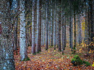 A forest trail is covered with brown and orange fallen leaves in late autumn. Bare trees and sparse foliage frame the landscape, creating a serene and natural forest atmosphere.