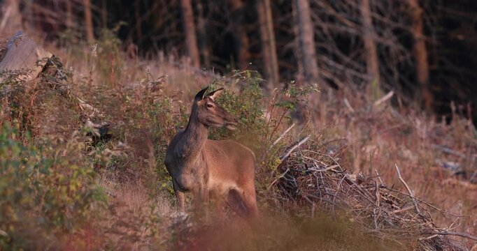 4k video, A red stag femele standing at the edge of large mountain forest during ruting season. 