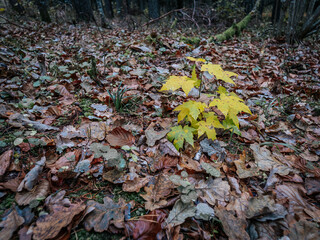 A small maple tree with bright yellow leaves growing among the forest floor covered with brown, rotting leaves. The scene represents the contrast of new growth against the background of late autumn.