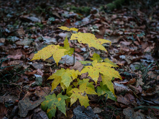 A small maple tree with bright yellow leaves growing among the forest floor covered with brown, rotting leaves. The scene represents the contrast of new growth against the background of late autumn.