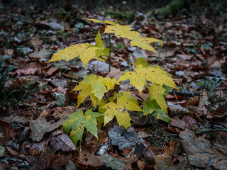 A small maple tree with bright yellow leaves growing among the forest floor covered with brown, rotting leaves. The scene represents the contrast of new growth against the background of late autumn.