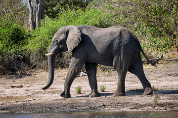 Witness the awe-inspiring beauty of elephants roaming freely in their natural habitat at Chobe National Park. This sanctuary is home to one of the largest elephant populations in Africa.