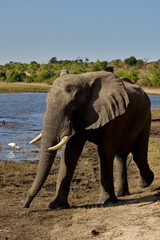 Obraz premium Witness the awe-inspiring beauty of elephants roaming freely in their natural habitat at Chobe National Park. This sanctuary is home to one of the largest elephant populations in Africa.