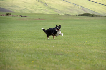 Tri coloured border collie sheepdog running across a field