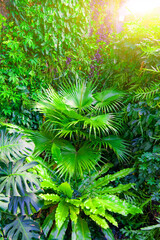 Cluster of various tropical plants, green leaves layout. Nature spring concept.