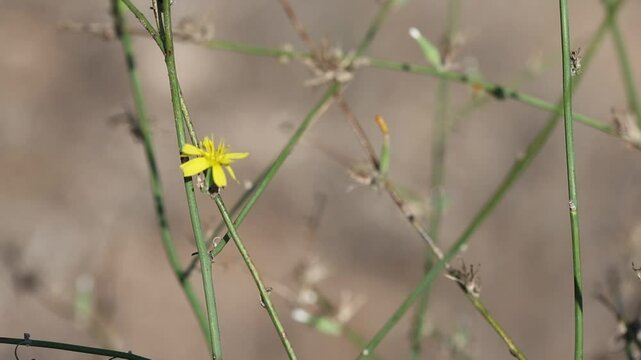 Chondrilla juncea is a species of flowering plant in the family Asteraceae