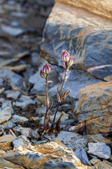 Arctic bladder campion, Silene involucrata, also known as Melandrium. A bitter tasting herbal plant...