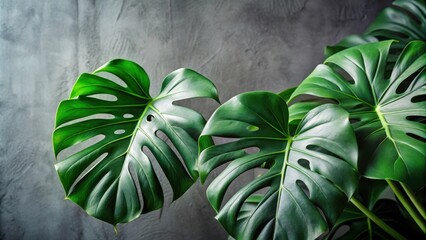 A close-up of lush green tropical leaves against a textured gray background, showcasing the intricate details of their natural beauty.